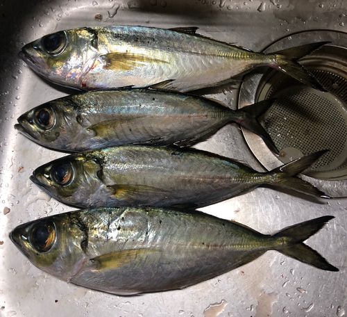 メアジの釣果