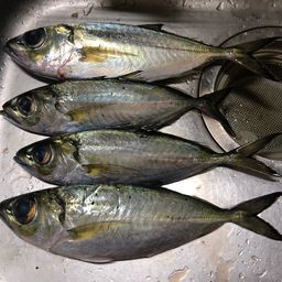 メアジ