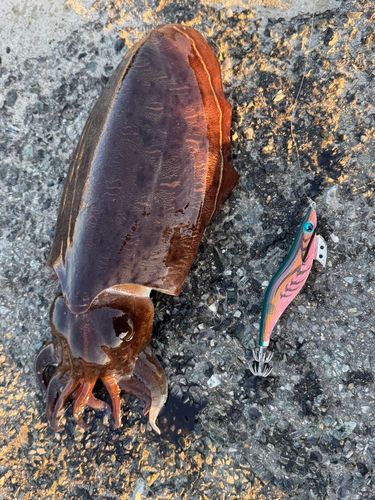 コウイカの釣果