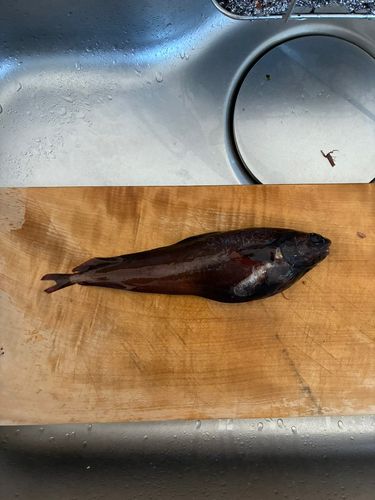 ドンコの釣果