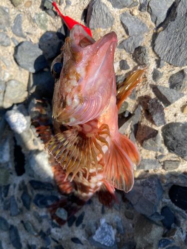 ガシラの釣果