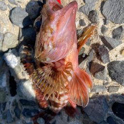 ガシラ