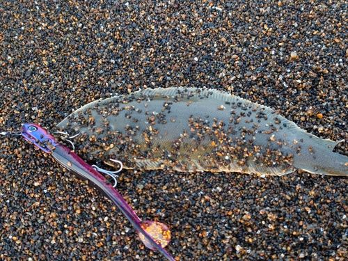 シタビラメの釣果