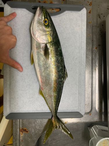 ヤズの釣果