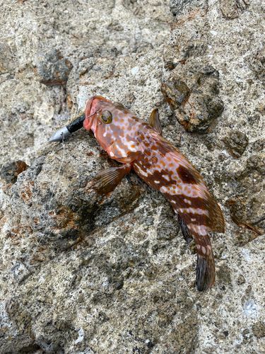 キジハタの釣果