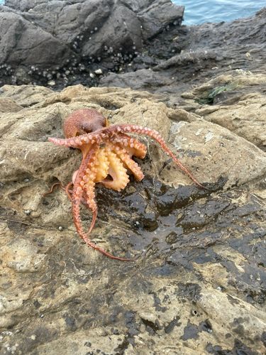 タコの釣果