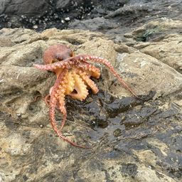 タコ