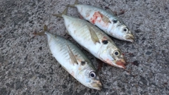 マルアジの釣果
