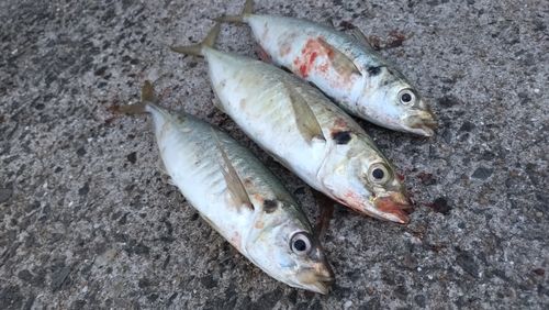 マルアジの釣果