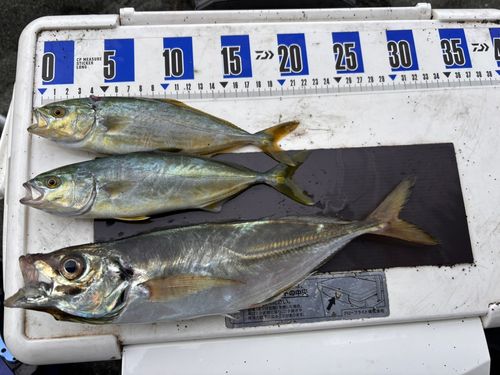 ワカシの釣果