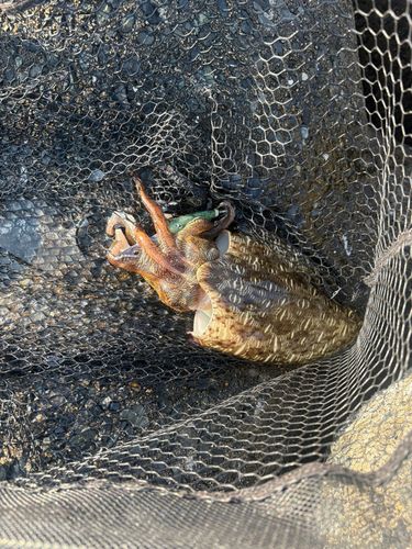 モンゴウイカの釣果