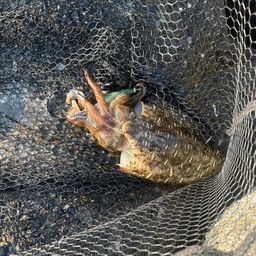 モンゴウイカ