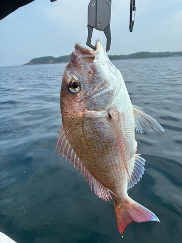 タイの釣果