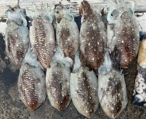 コウイカの釣果