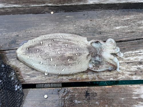 コウイカの釣果