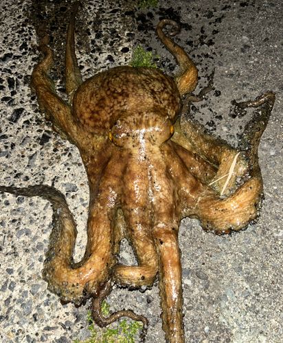 タコの釣果