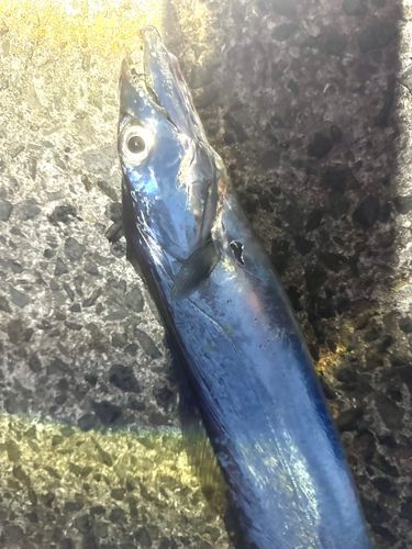 タチウオの釣果