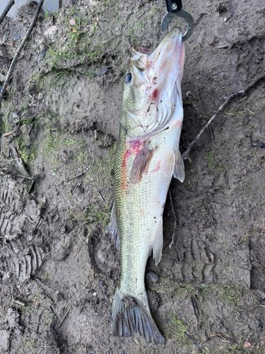 ラージマウスバス