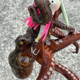 マダコ