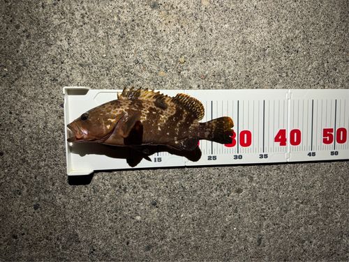 キジハタの釣果