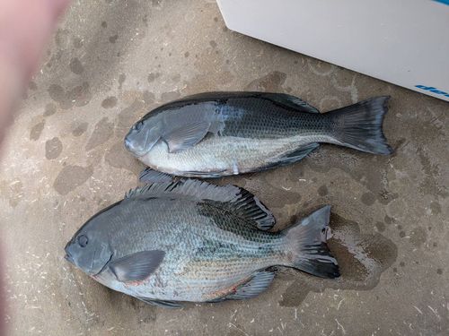 メジナの釣果
