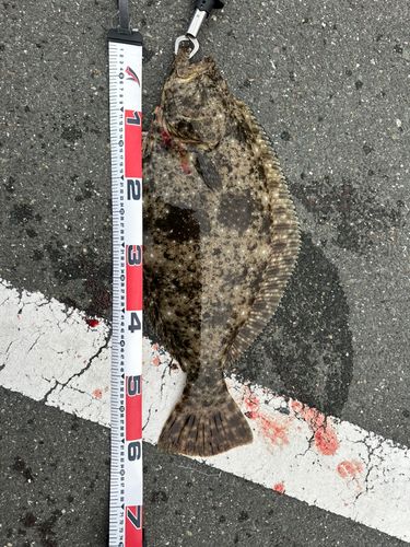 ヒラメの釣果