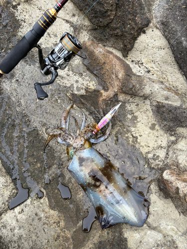 アオリイカの釣果