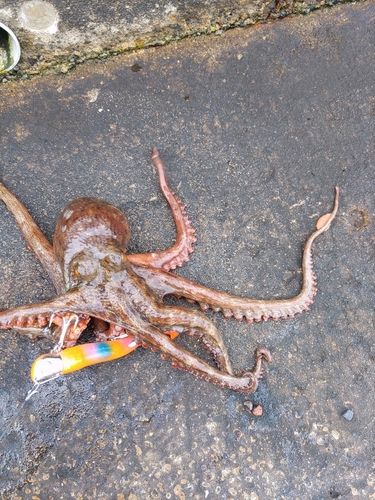 タコの釣果