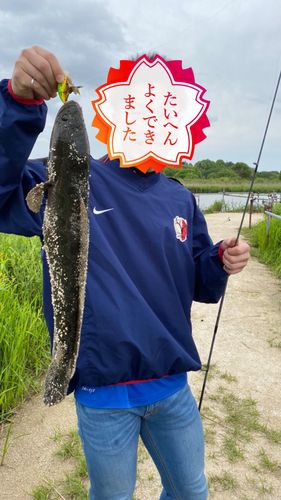 ライギョの釣果
