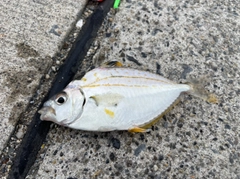 ヒイラギの釣果