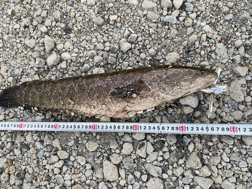 ライギョの釣果