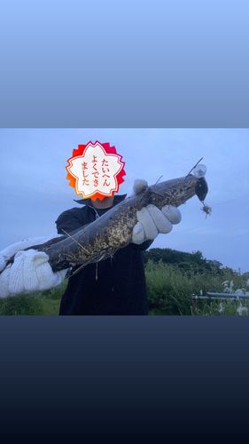 ライギョの釣果