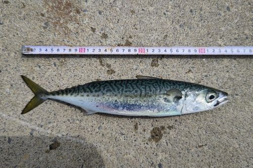 サバの釣果