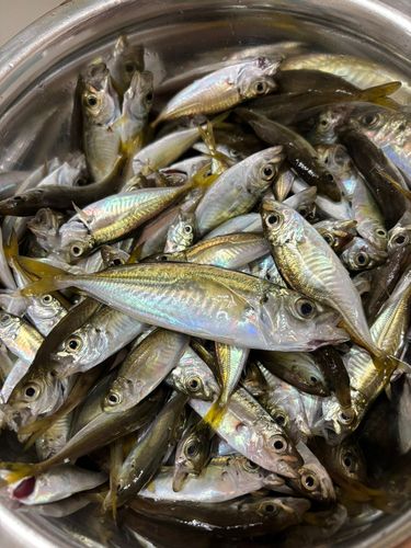 アジの釣果