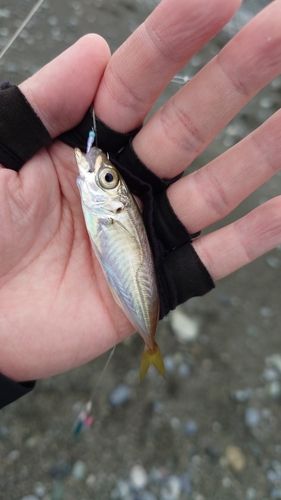 マサバの釣果