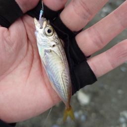 マサバ