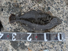 ヒラメの釣果