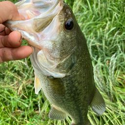 ラージマウスバス