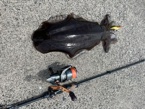 アオリイカの釣果