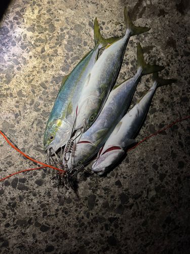 フクラギの釣果