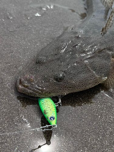 マゴチの釣果
