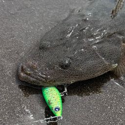マゴチ