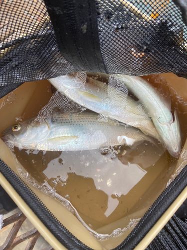 コノシロの釣果