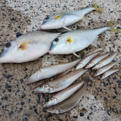 シロギスの釣果