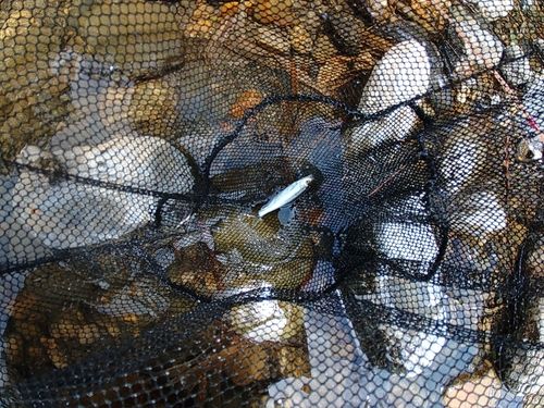 オイカワの釣果