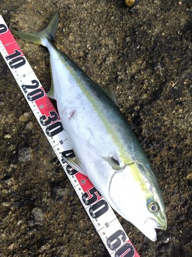ワラサの釣果