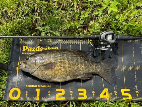 スモールマウスバス