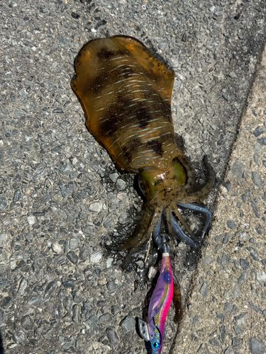 アオリイカの釣果