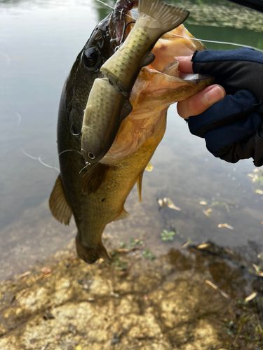 ブラックバスの釣果