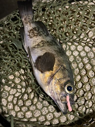 クロメバルの釣果